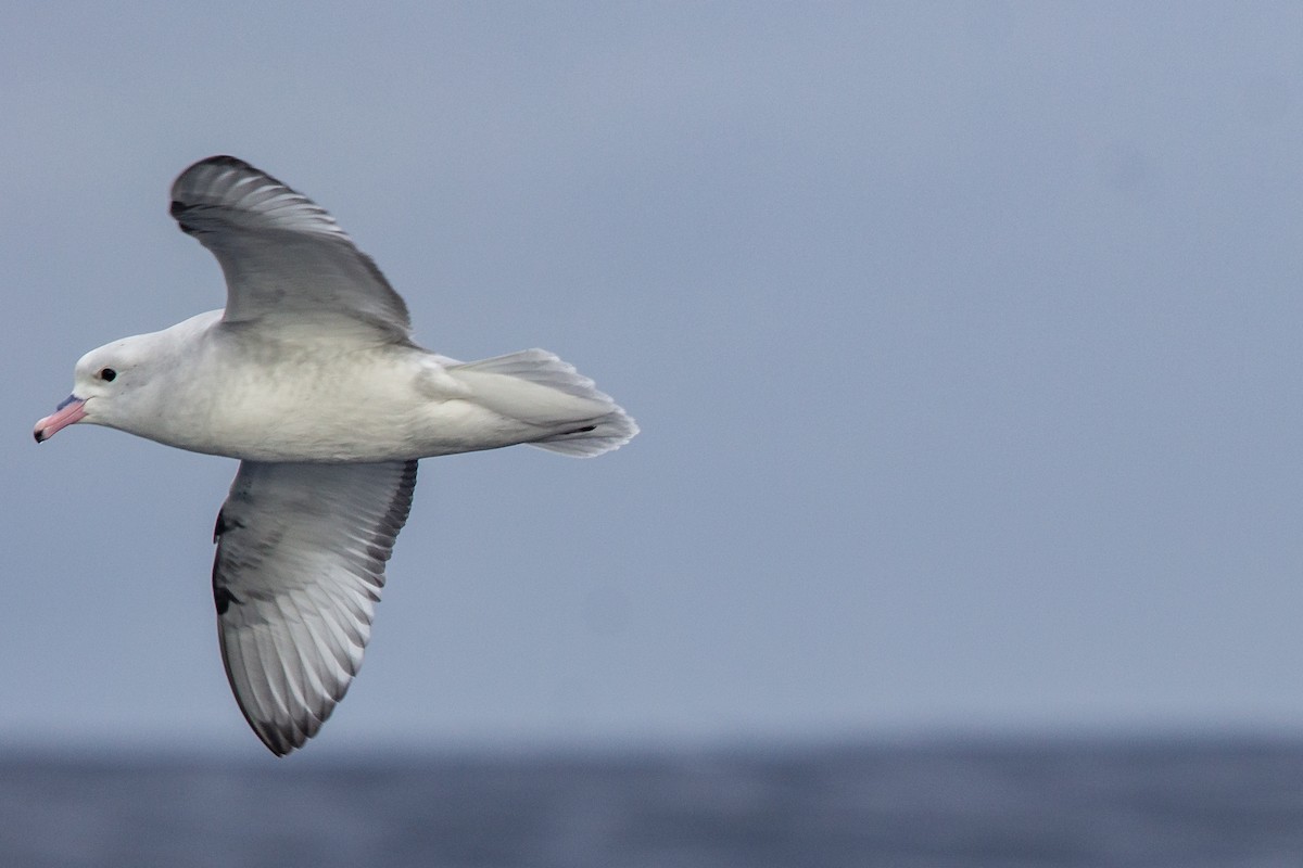 Fulmar argenté - ML162436861