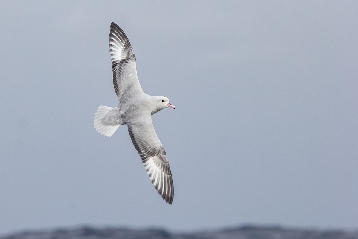 Fulmar argenté - ML162436901