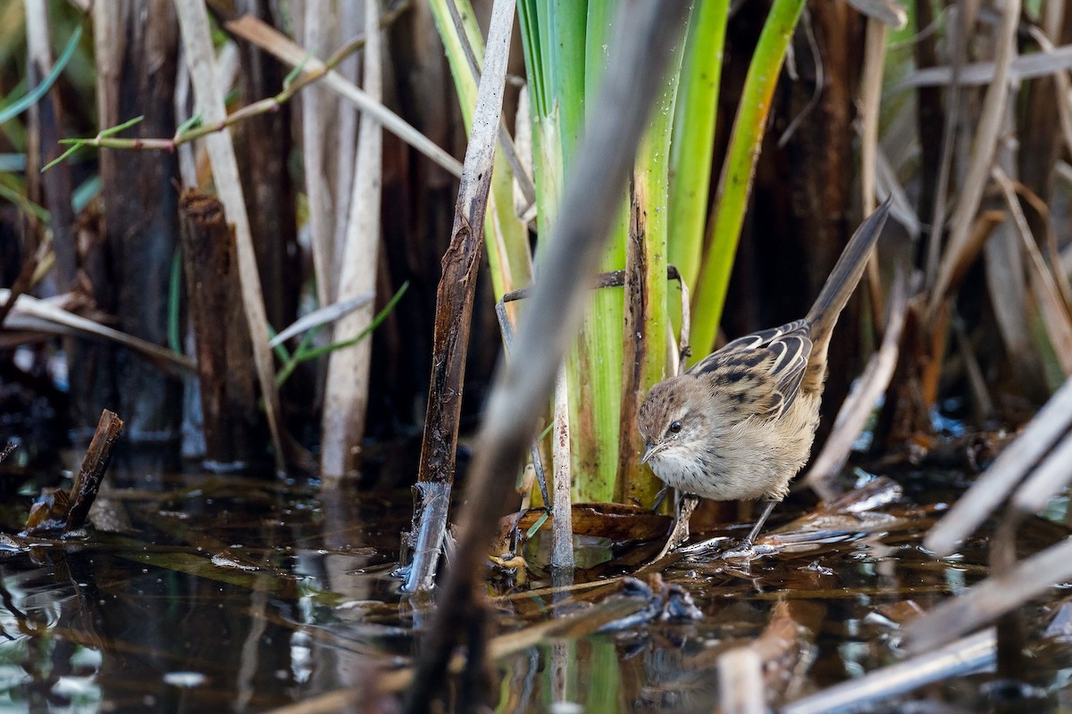 Little Grassbird - Malcolm Graham