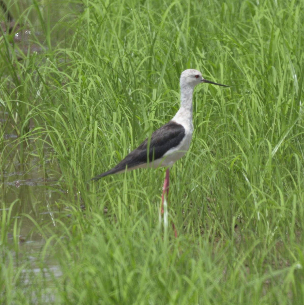 Black-winged Stilt - ML162439391