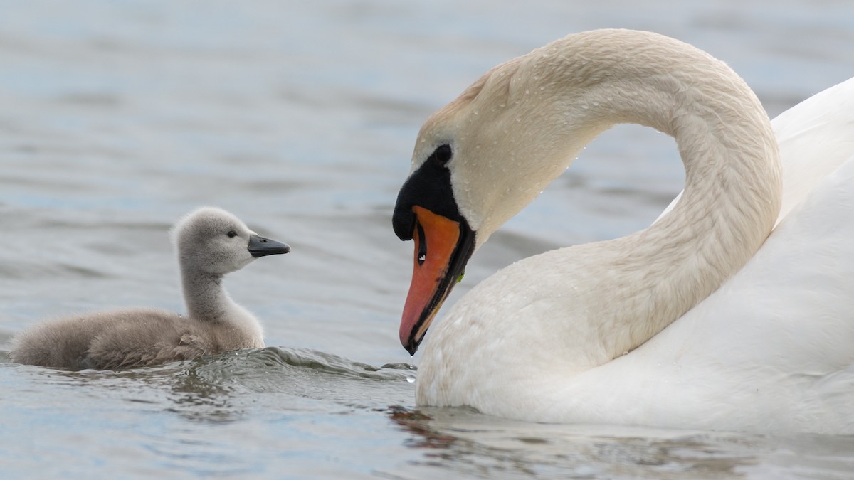 Mute Swan - Huseyin Keles