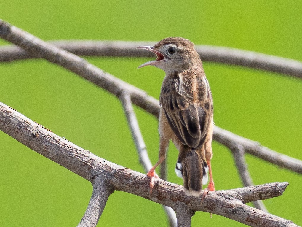 Zitting Cisticola - Anonymous