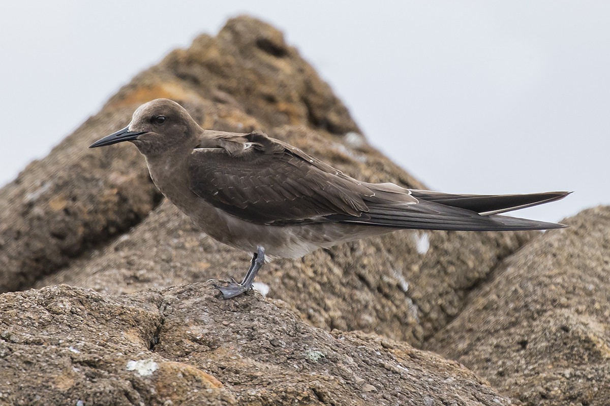 Sooty Tern - Matthew Kwan