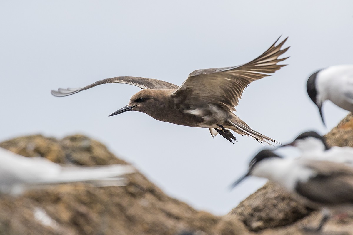 Sooty Tern - Matthew Kwan