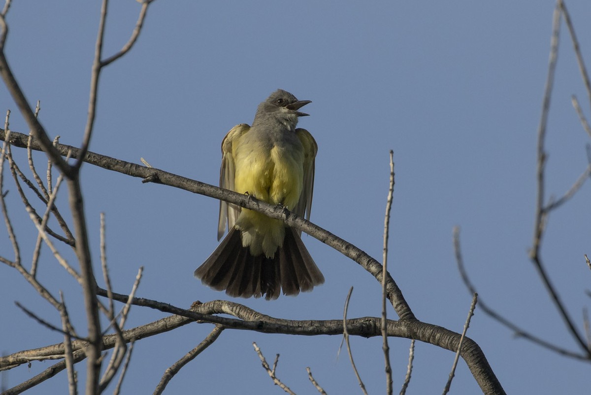 Cassin's Kingbird - ML162445471