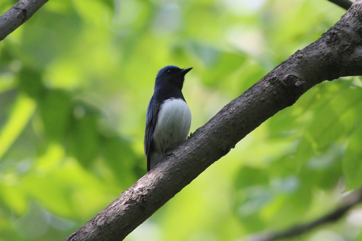 Blue-and-white Flycatcher - ML162445511