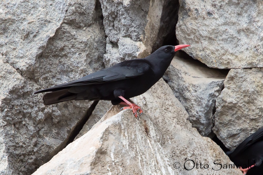 Red-billed Chough - ML162447451