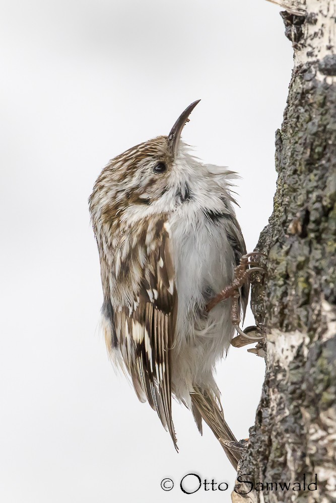 Eurasian Treecreeper - ML162447541