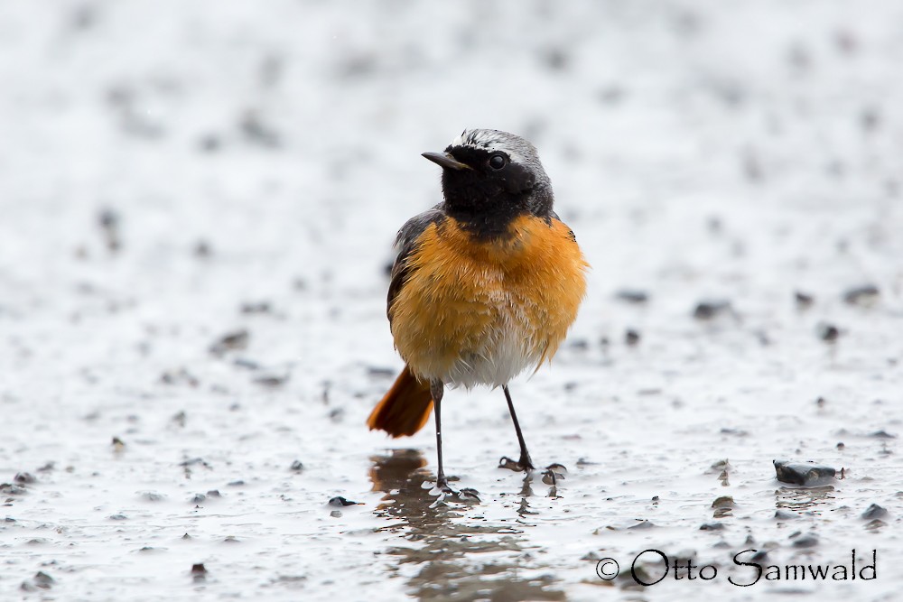 Common Redstart - Otto Samwald