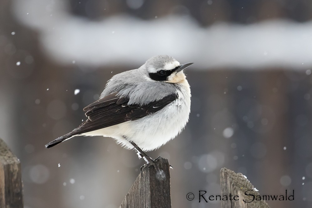 Northern Wheatear - Otto Samwald