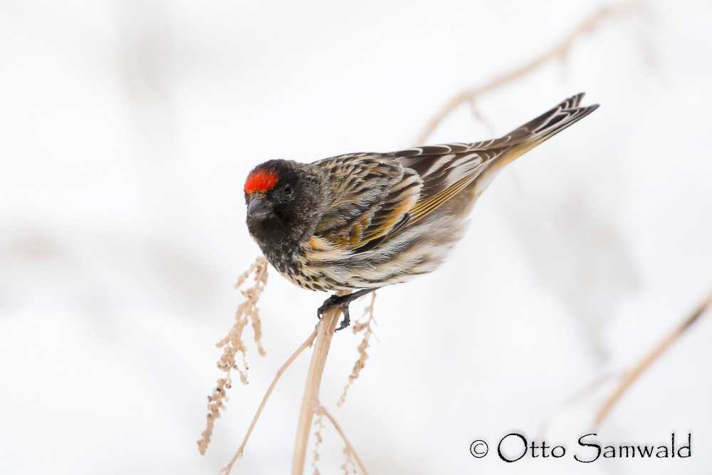 Fire-fronted Serin - Otto Samwald