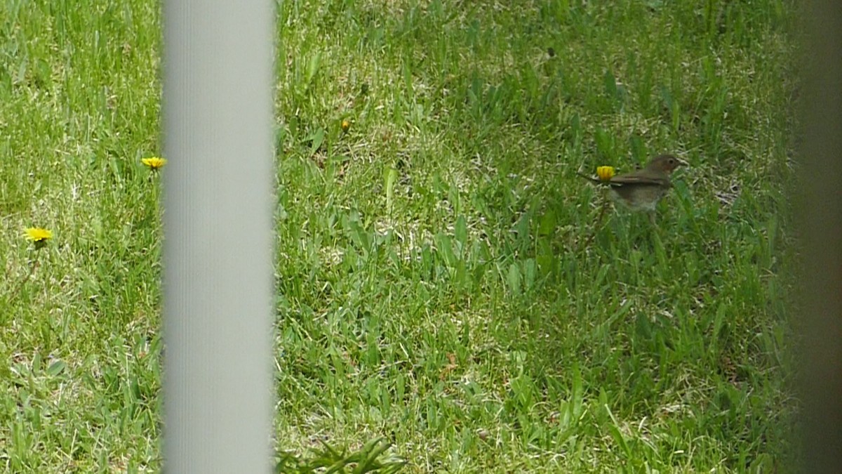 קיכלי זיתני - ML162448261