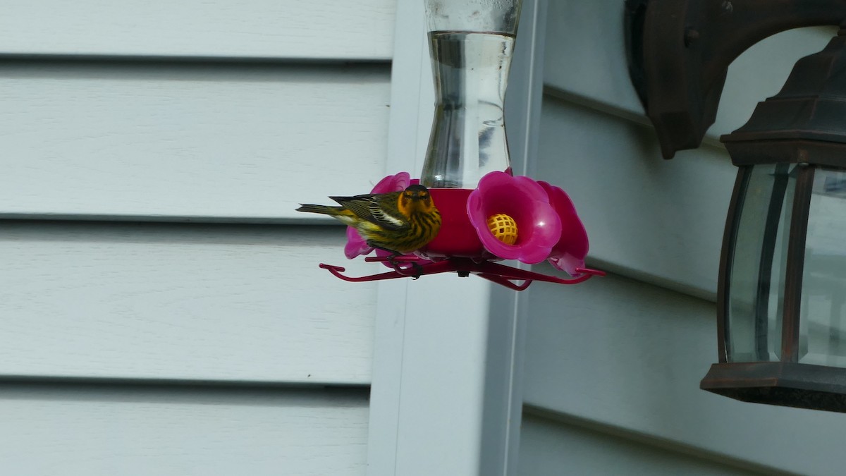 סבכון חום-לחי - ML162448301