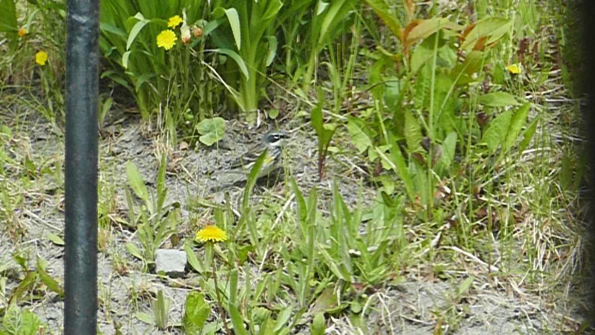 סבכון הכתר - ML162448361