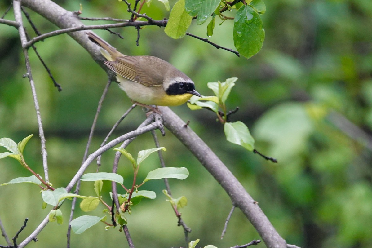 Common Yellowthroat - ML162449101