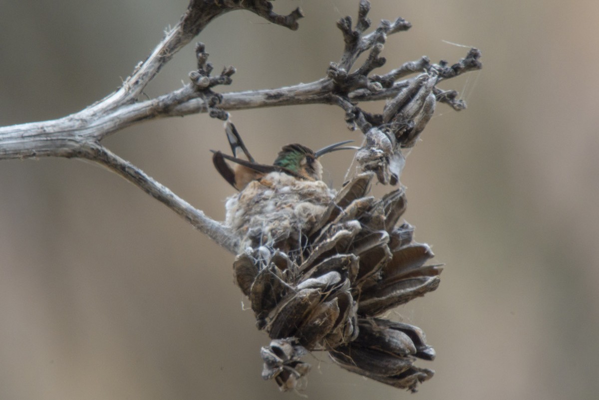 Lucifer Hummingbird - ML162449151