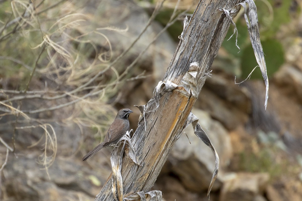 Five-striped Sparrow - ML162449221