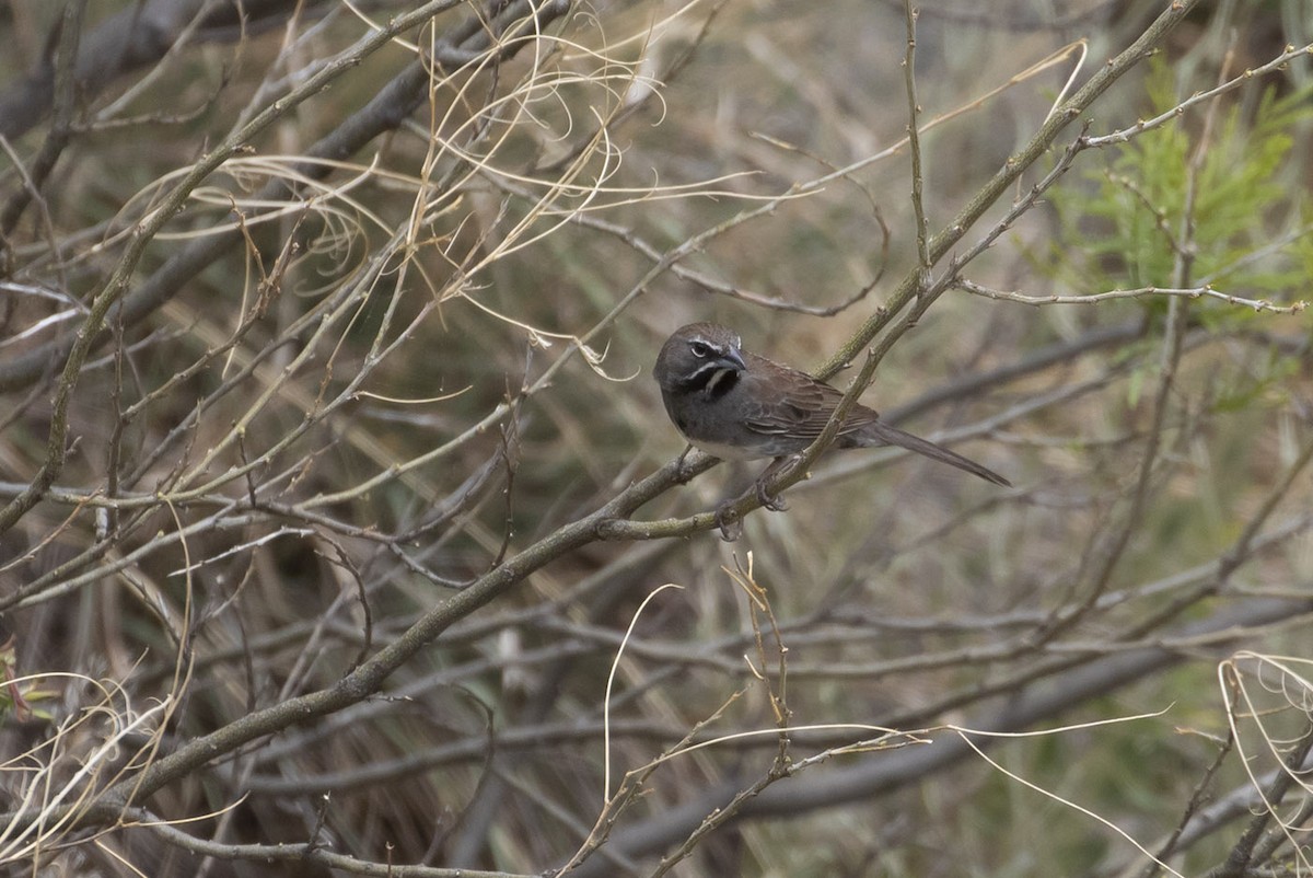 Five-striped Sparrow - ML162449231