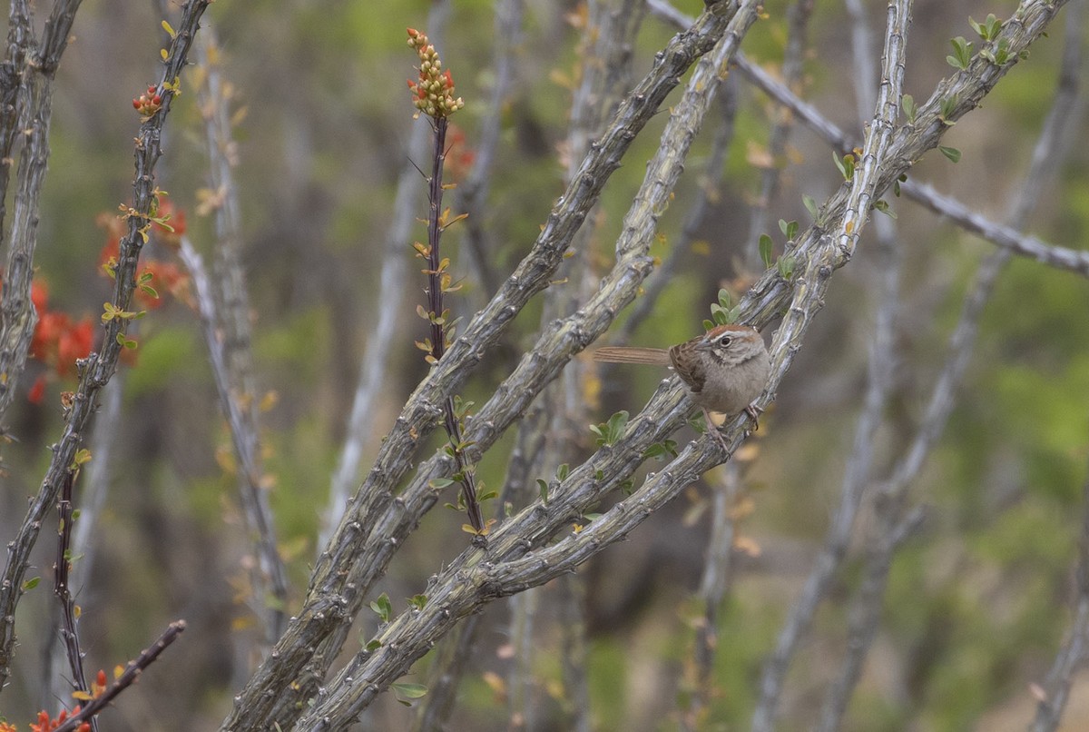 Rufous-crowned Sparrow - Michael Todd