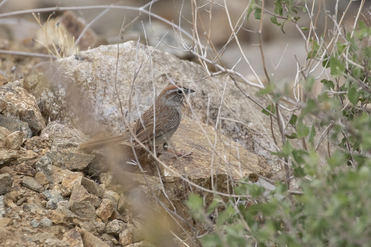 Rufous-crowned Sparrow - ML162449251