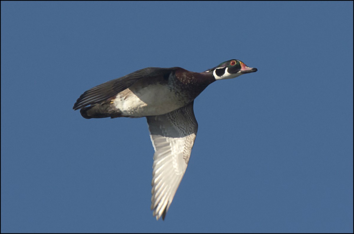 Wood Duck - joseph mileyka