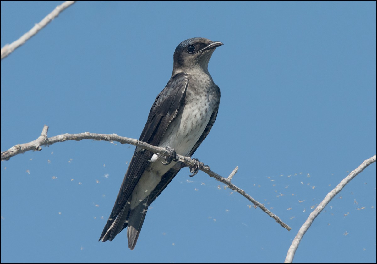 Purple Martin - joseph mileyka