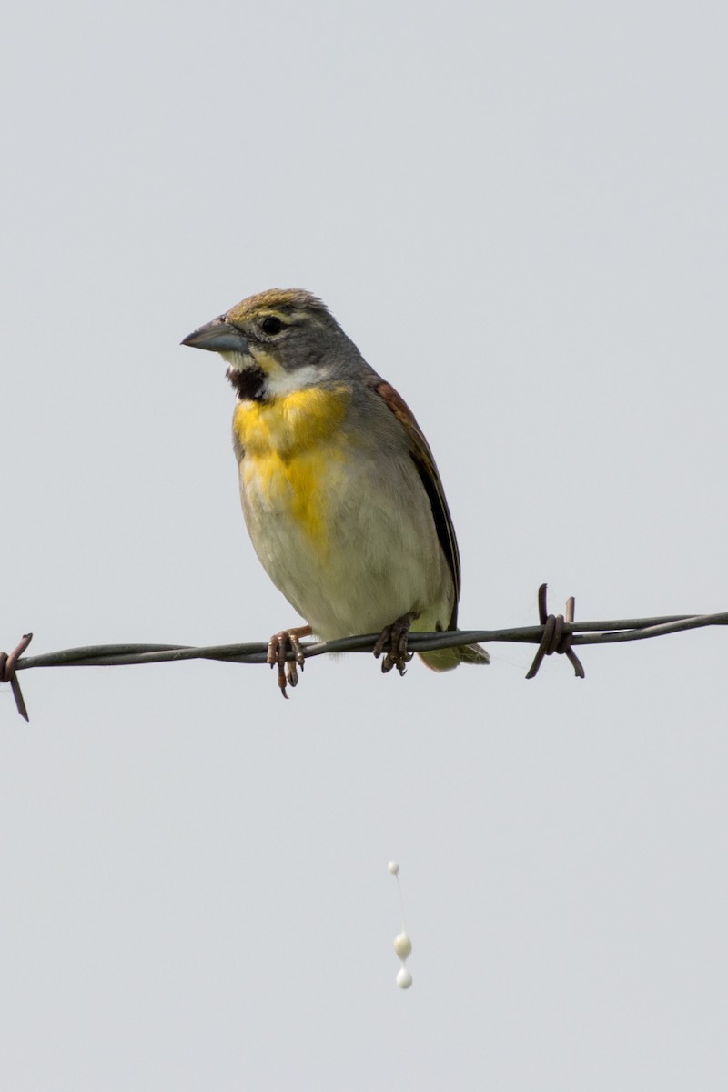 Dickcissel - ML162451421