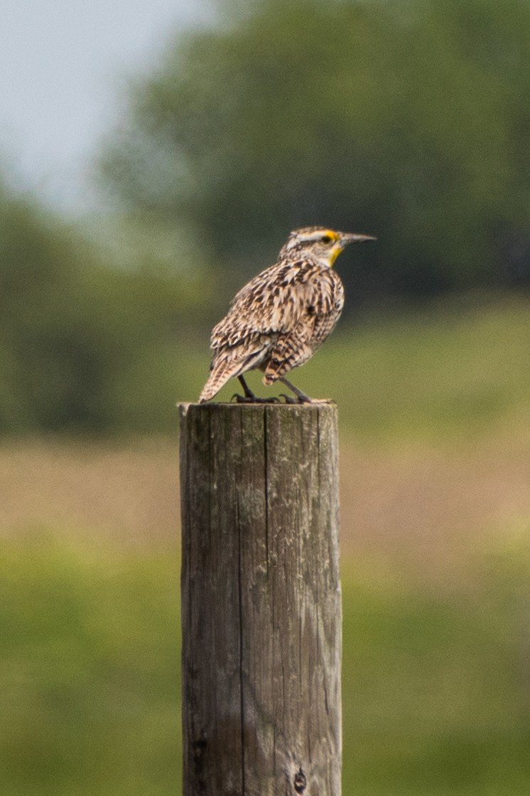 Western Meadowlark - ML162451451