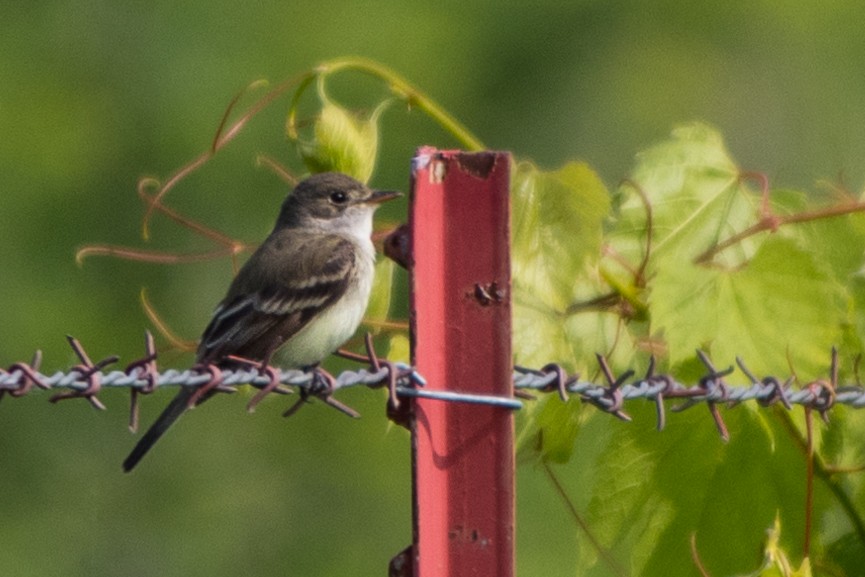 Willow Flycatcher - ML162451511