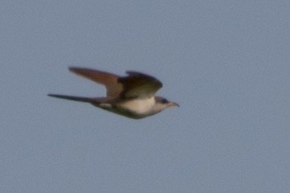 Yellow-billed Cuckoo - ML162451531