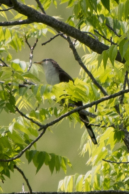 Yellow-billed Cuckoo - ML162451541