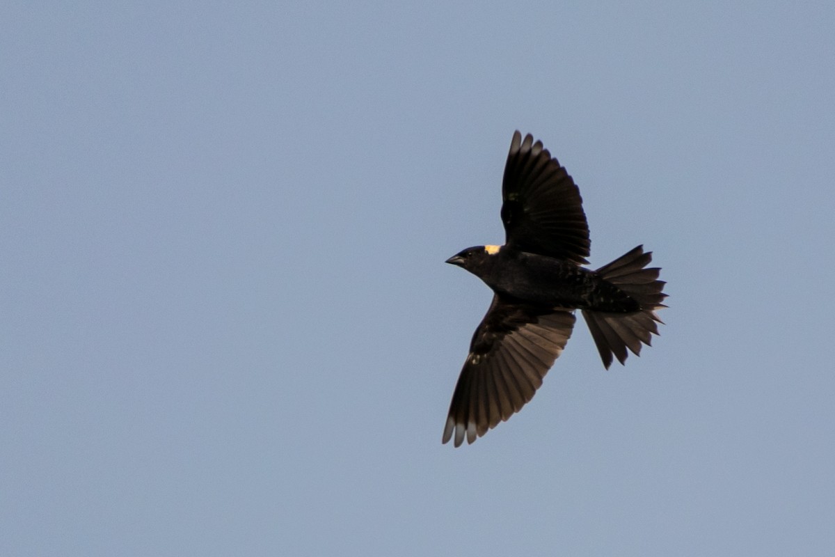 Bobolink - ML162451551