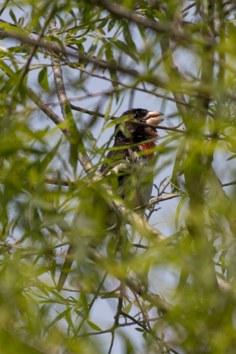 Rose-breasted Grosbeak - ML162451571