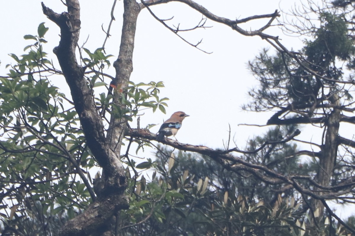 Eurasian Jay - ML162453111