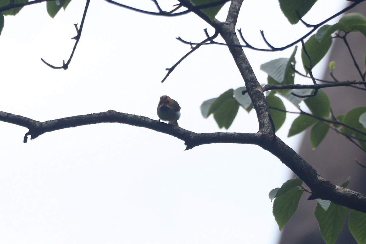 Rufous-faced Warbler - ML162453271