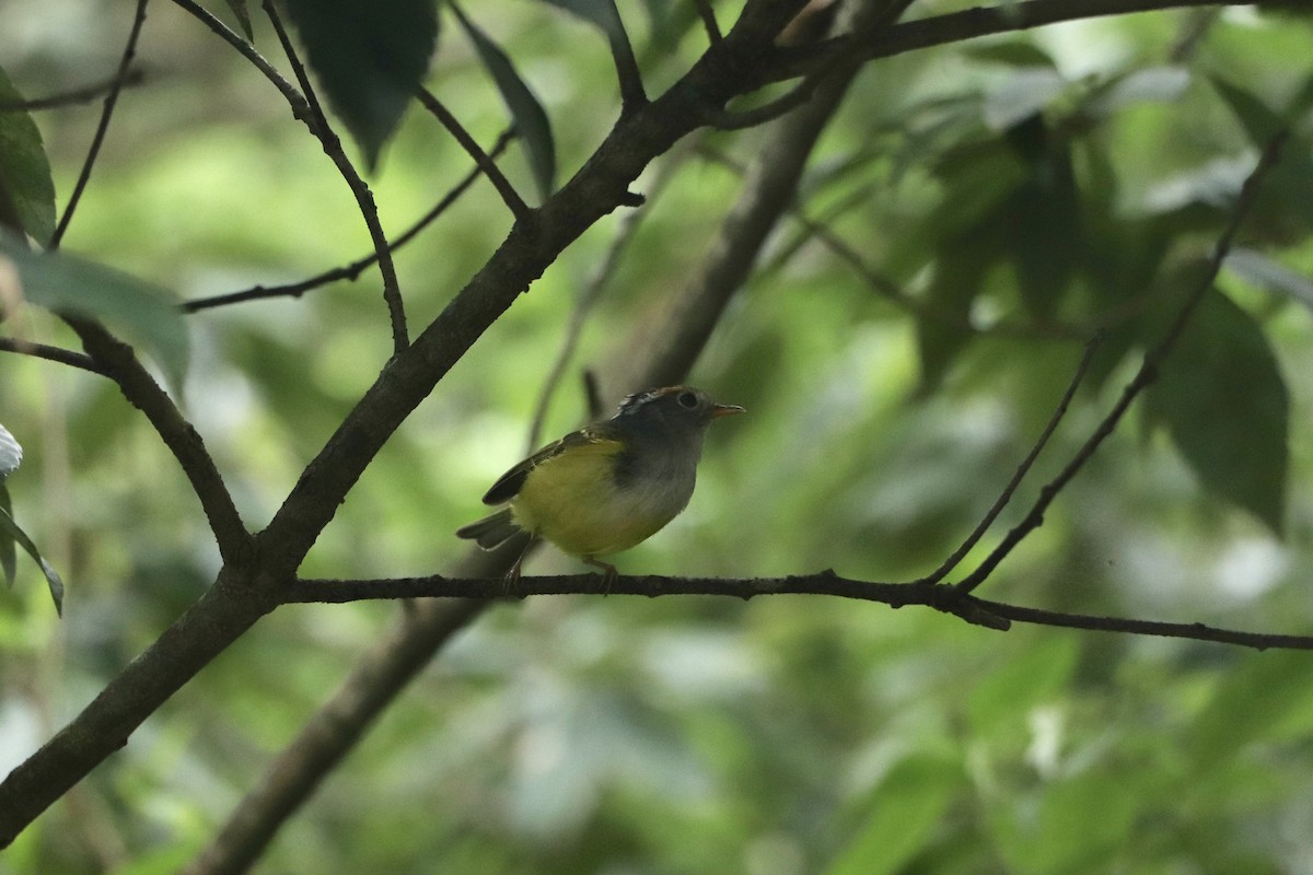 Chestnut-crowned Warbler - ML162453491