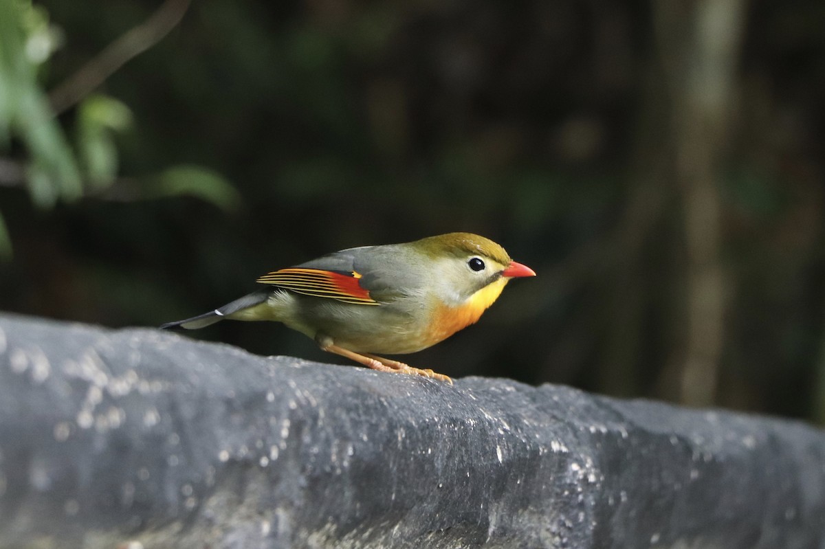 Red-billed Leiothrix - ML162453611