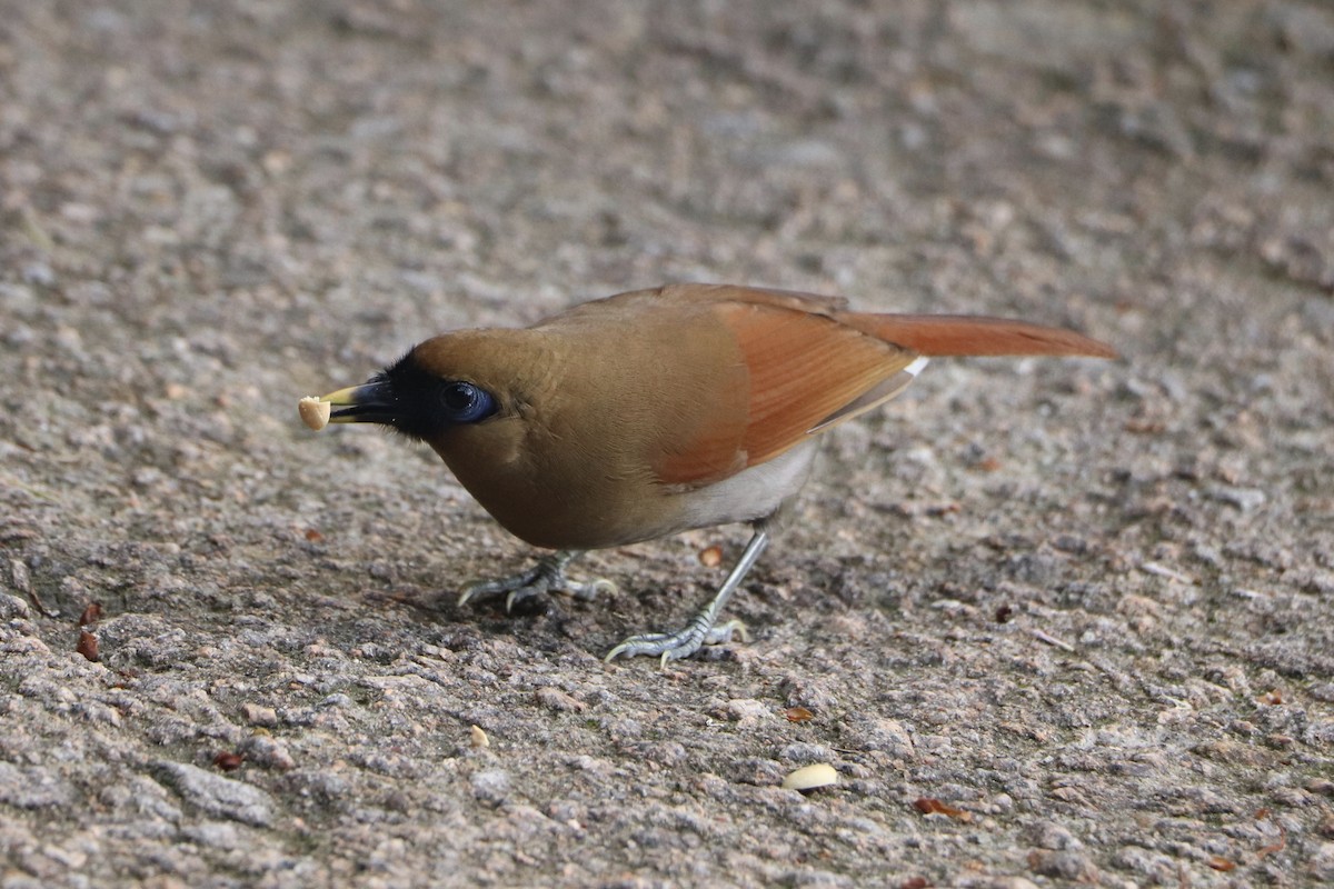 Buffy Laughingthrush - Younji Jung