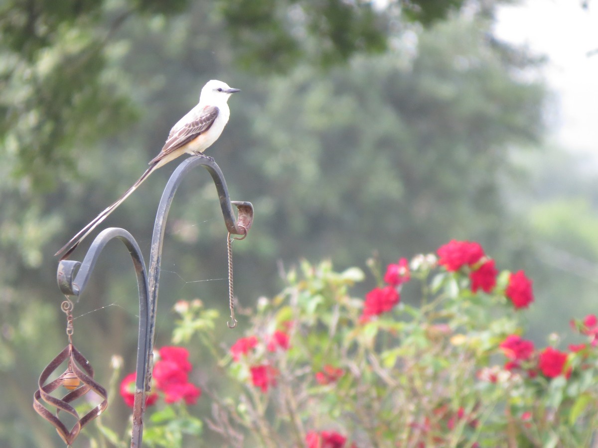 Scissor-tailed Flycatcher - ML162455691