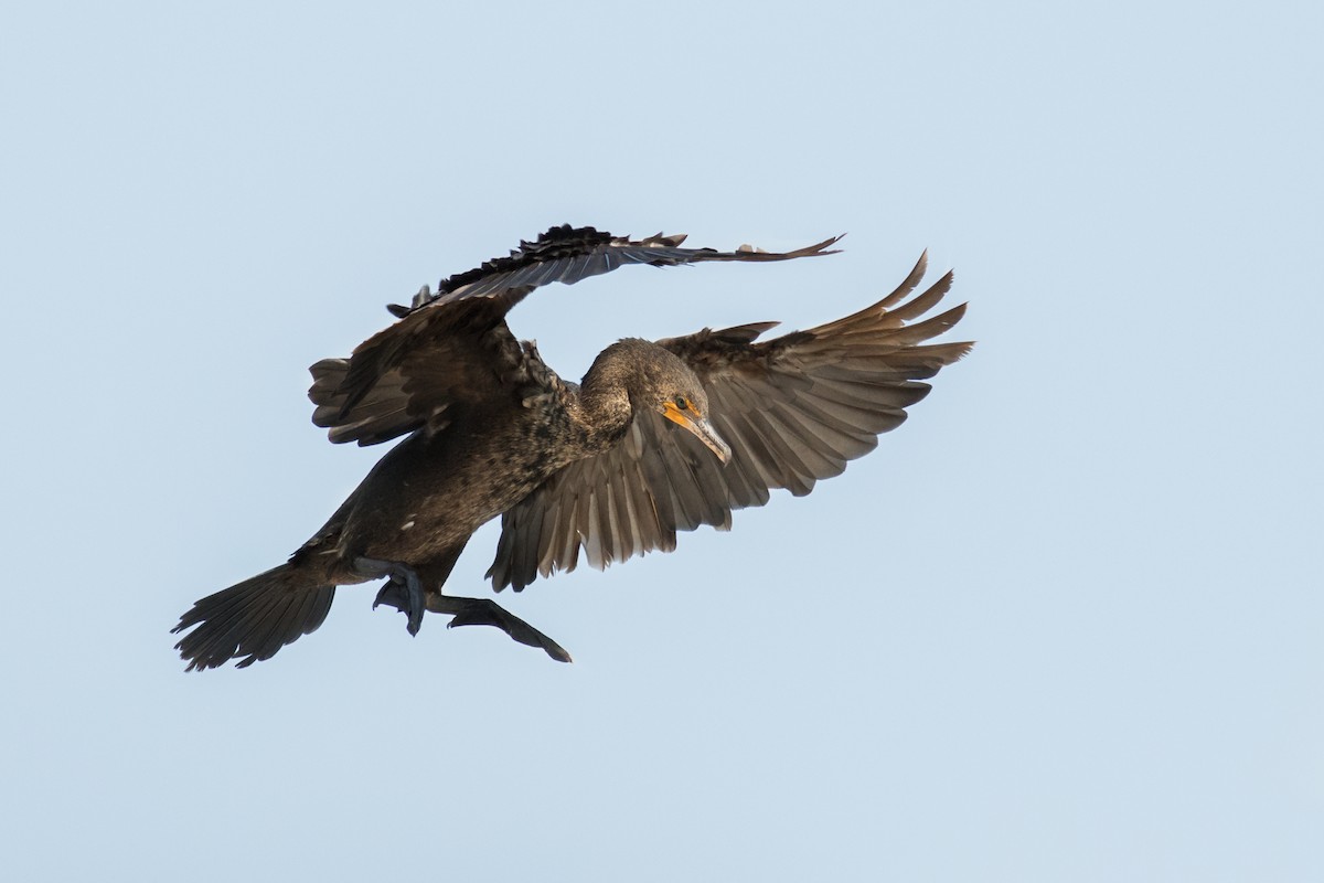 Double-crested Cormorant - ML162456001