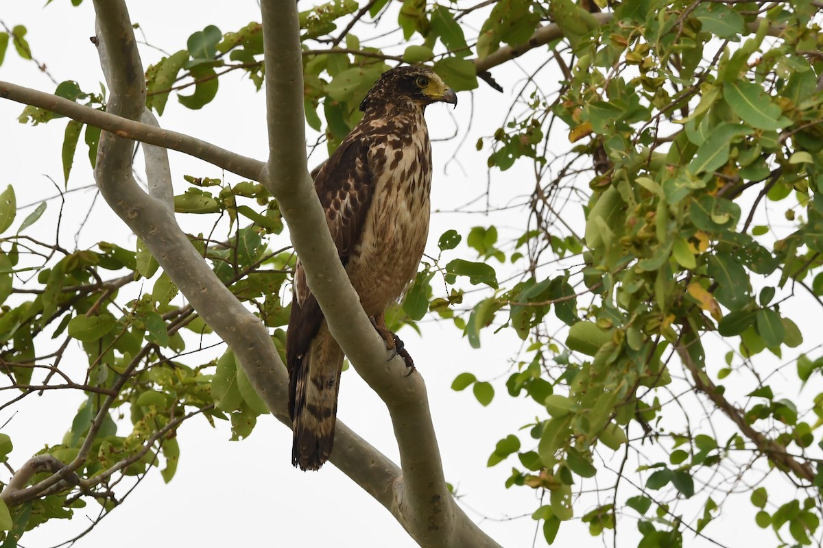 Crested Serpent-Eagle - ML162456011