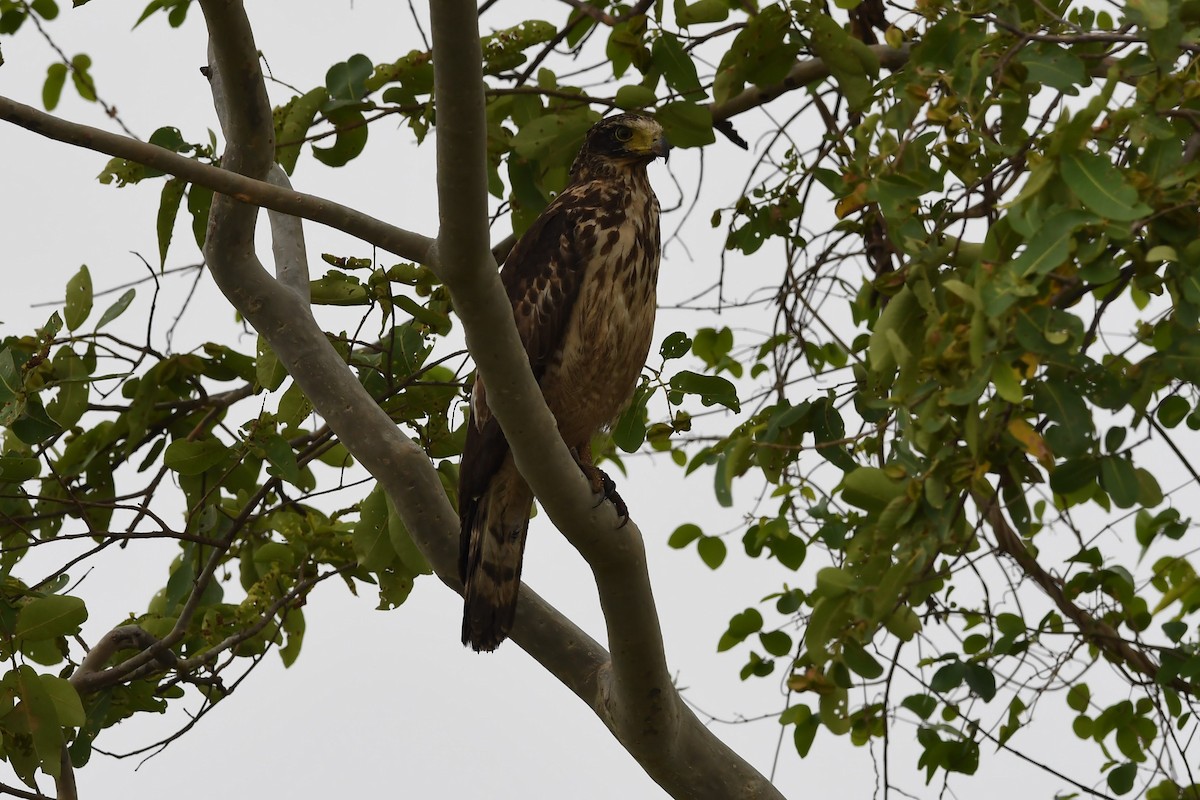 Haubenschlangenadler - ML162456021