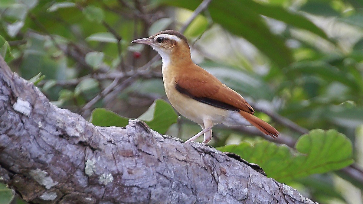 Pale-legged Hornero - ML162456671