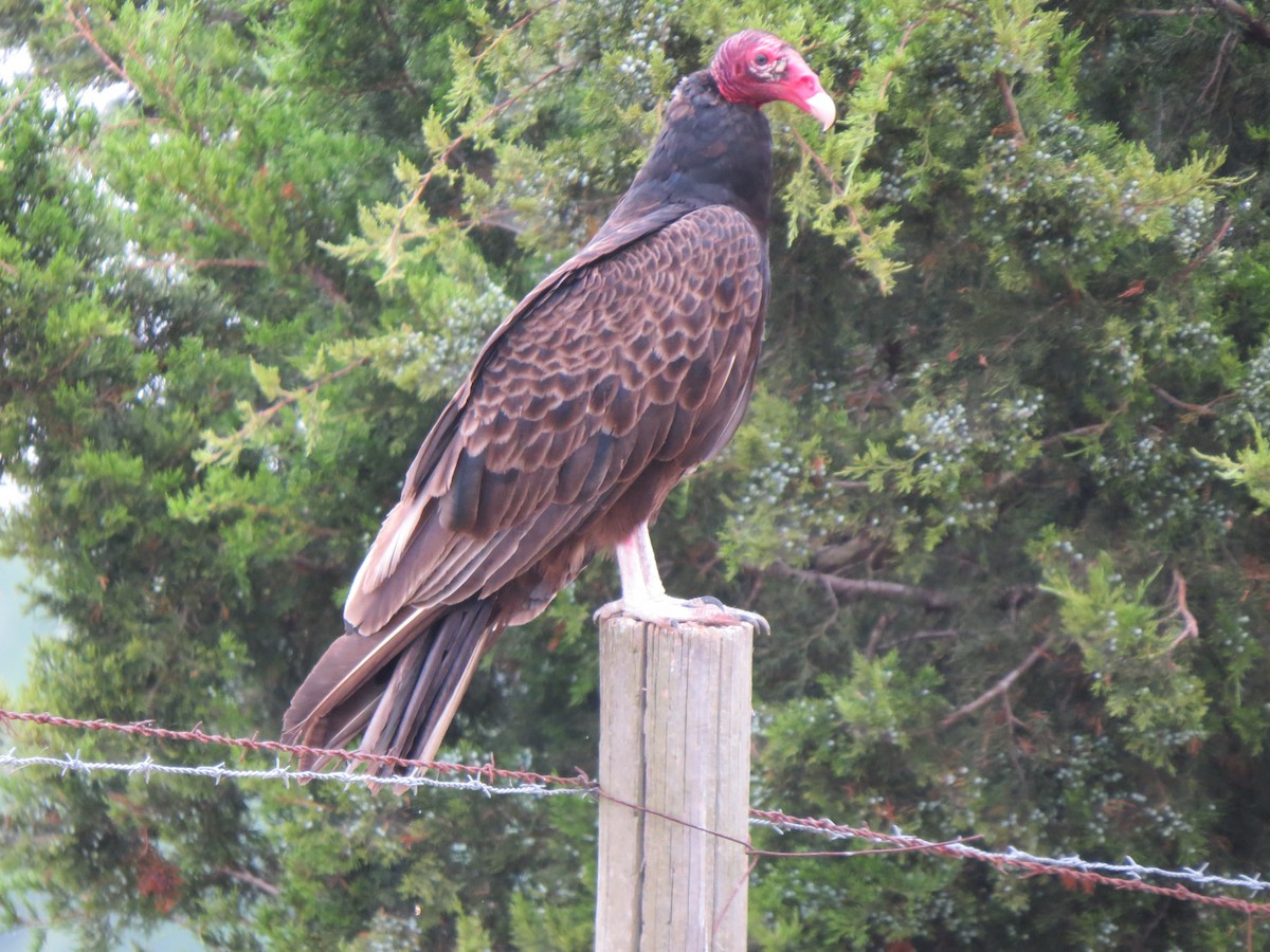 Turkey Vulture - T Robertson