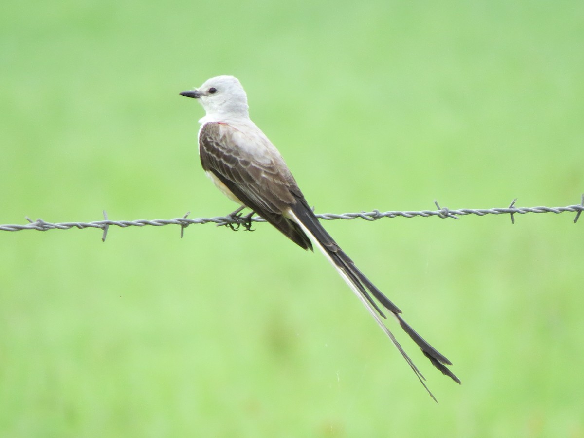 Scissor-tailed Flycatcher - ML162456881