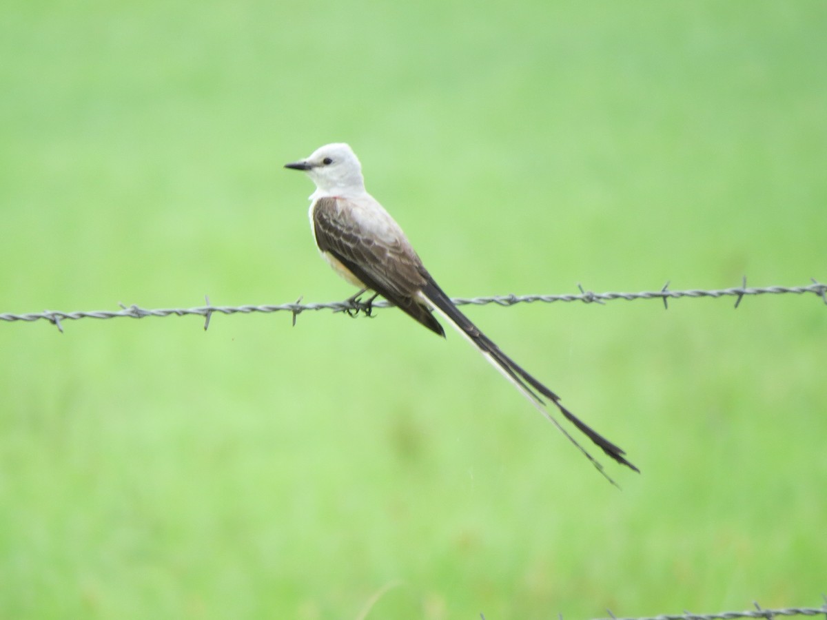 Scissor-tailed Flycatcher - ML162456891