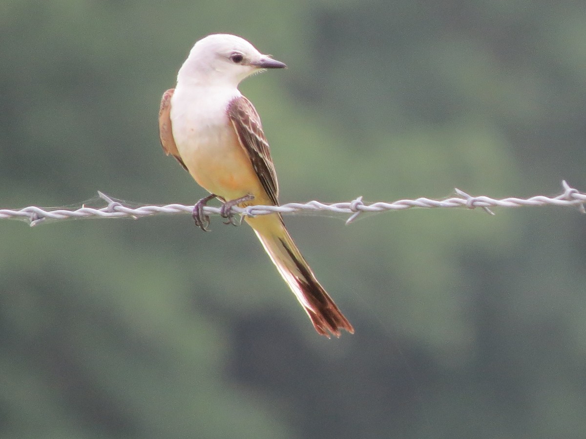 Scissor-tailed Flycatcher - ML162456901