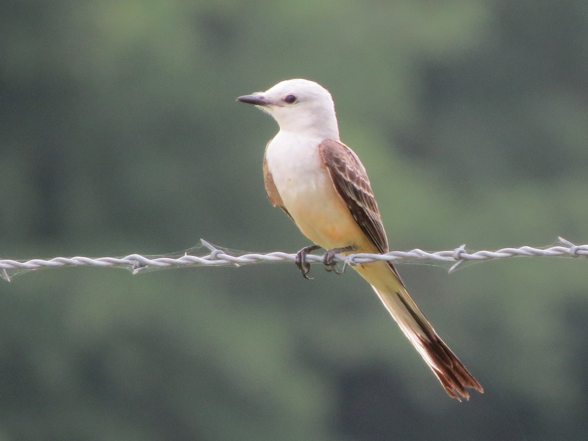 Scissor-tailed Flycatcher - ML162456921