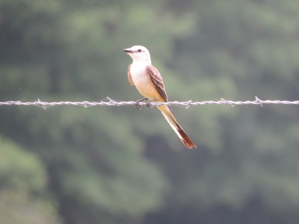 Scissor-tailed Flycatcher - ML162456931