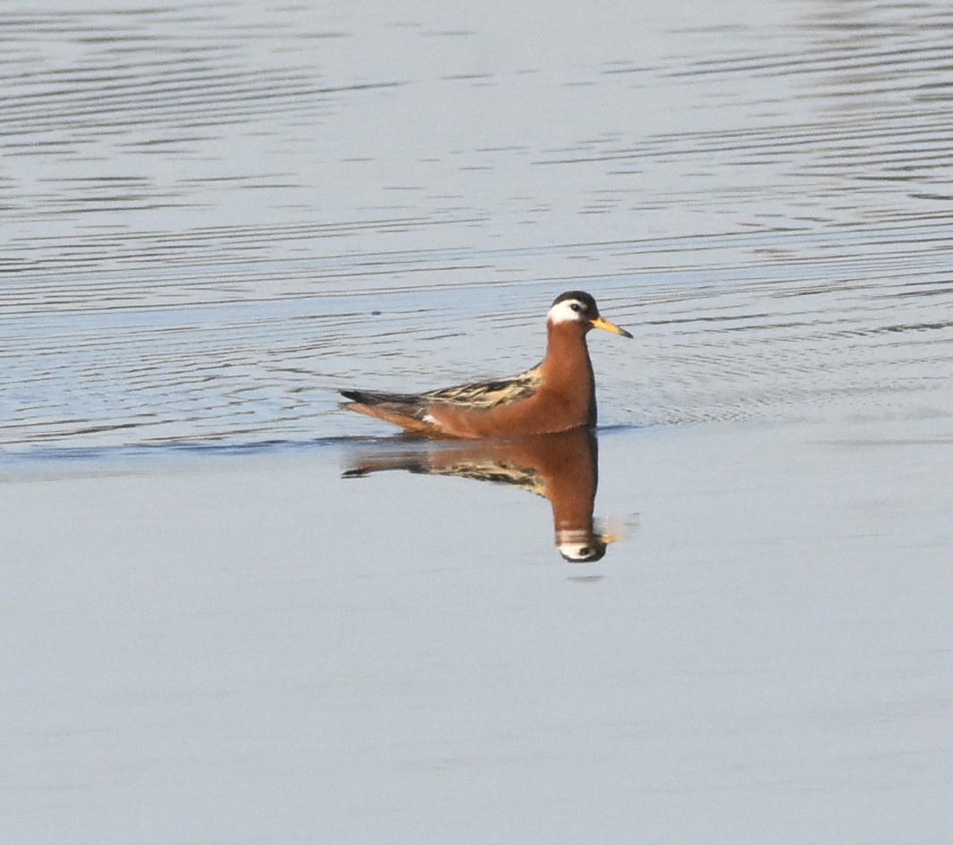 Red Phalarope - ML162457421